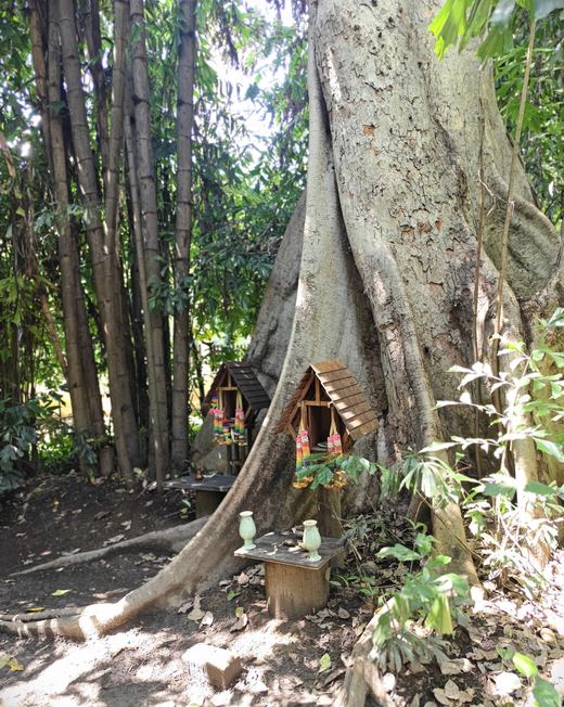A spirit house at the foot of a great buttressed tree in the EFEO garden