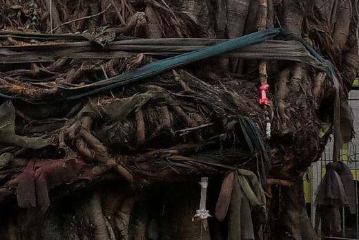 The massive gnarled trunk of a banyan/bodhi tree wrapped with a faded cloth sash at chest height, small amulets and charms tied to it, a blue stool and colander