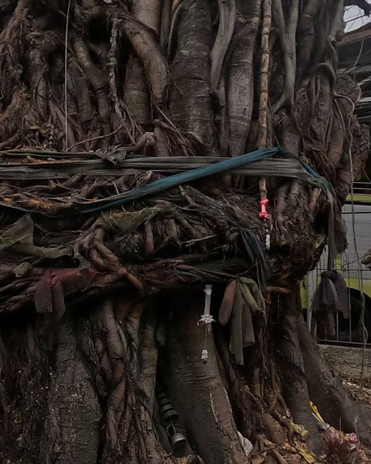 A banyan tree wrapped in a faded sash