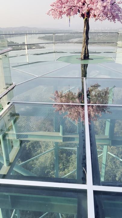 Blossom tree over the glass