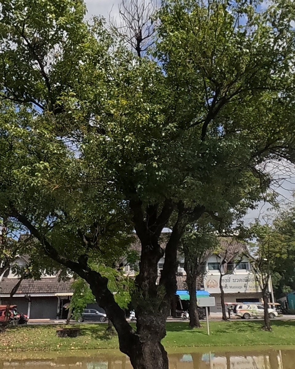 Shade tree reflected in the moat canal