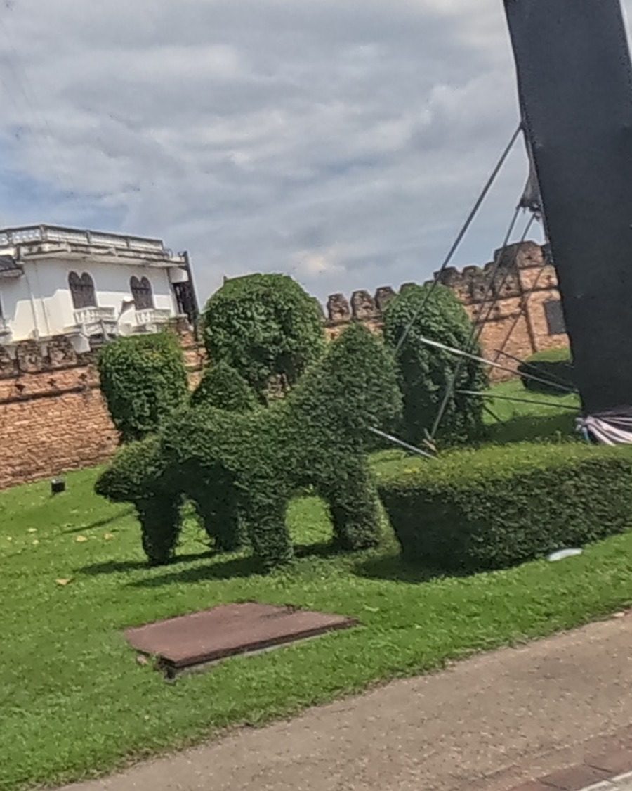 Hedge elephant beside the old city wall