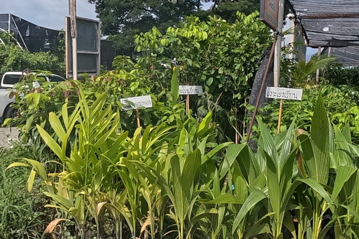 Rows of potted coconut palm saplings and other labelled seedlings for sale outside a plant nursery, with shade-net greenhouses behind and a white pickup parked on the roadside.