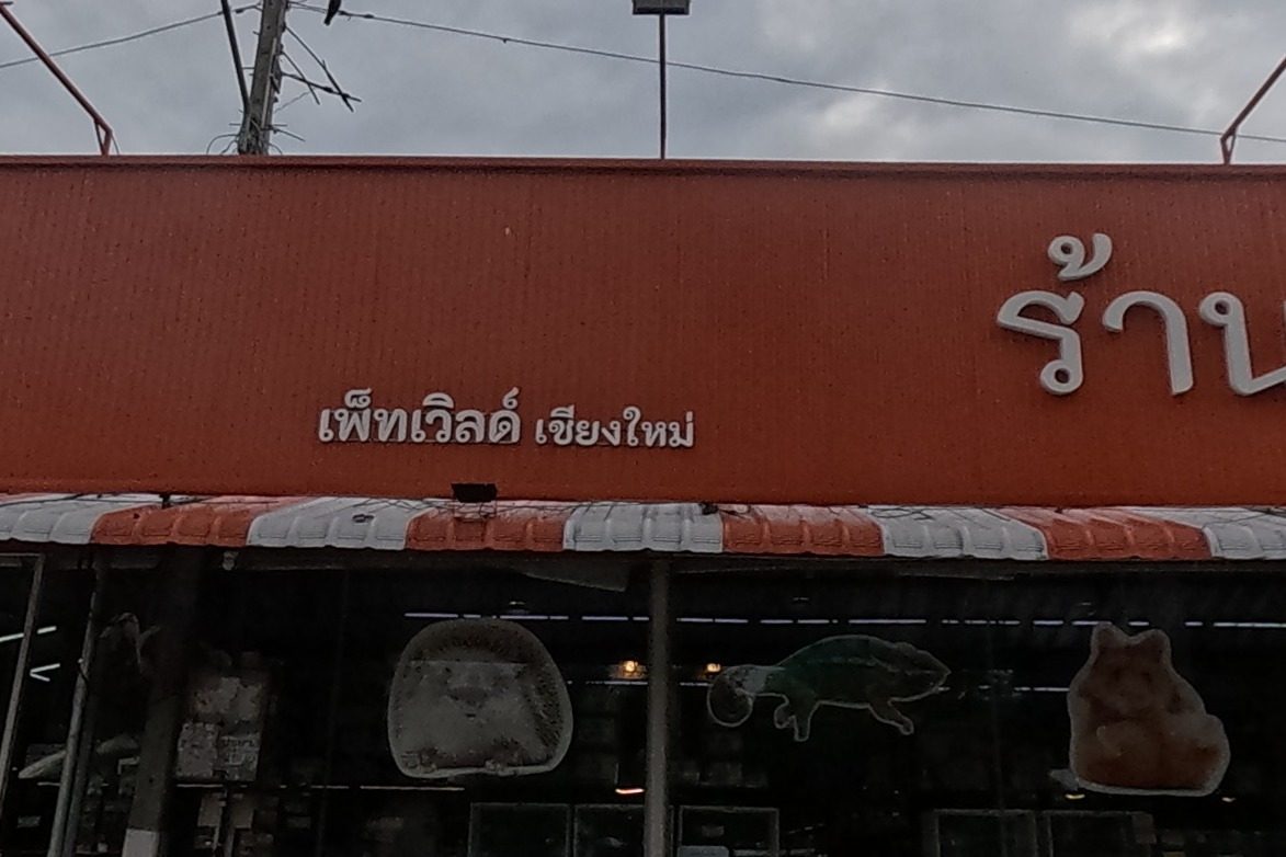 A large orange-fronted pet shop with hamster and turtle decals on the windows sits at the corner.