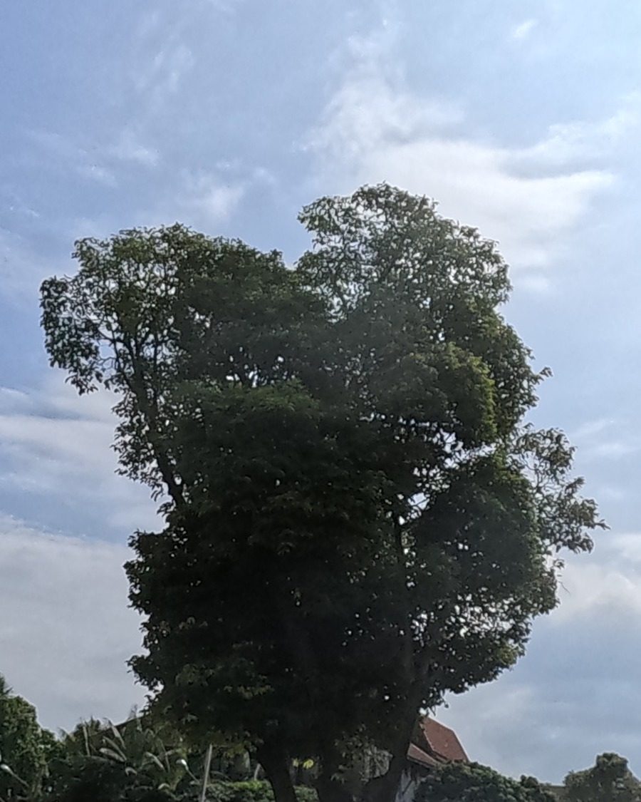 Lone tree on the old moat rampart