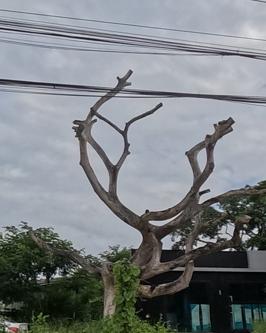 A bare, sculptural dead tree in front of a modern building