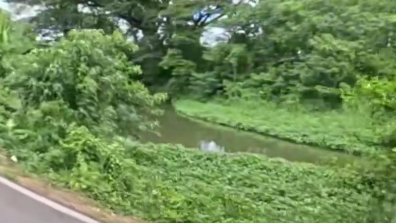 Canal thick with water hyacinth — San Kamphaeng