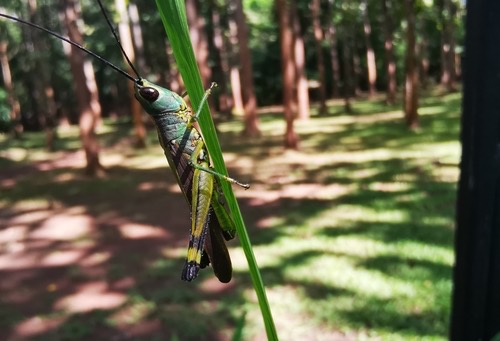 Yellow-spined Bamboo Locust · Ceracris kiangsu