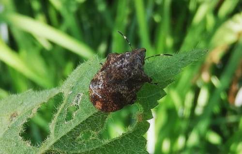 Hotea curculionoides