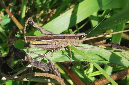 ตั๊กแตนอ้อยปลายหนวดขาว · Ceracris fasciata
