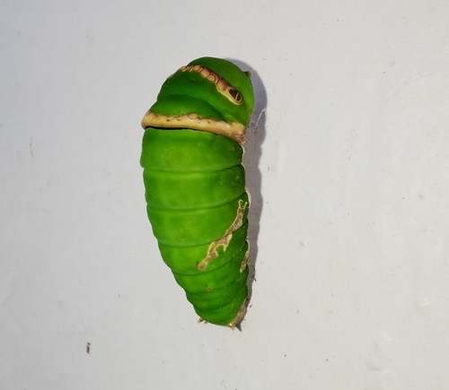 ผีเสื้อหนอนมะนาว · Lime Swallowtail · Papilio demoleus