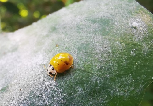 ด้วงเต่าทองสีเหลือง · Yellow Ladybird Beetle · Illeis koebelei