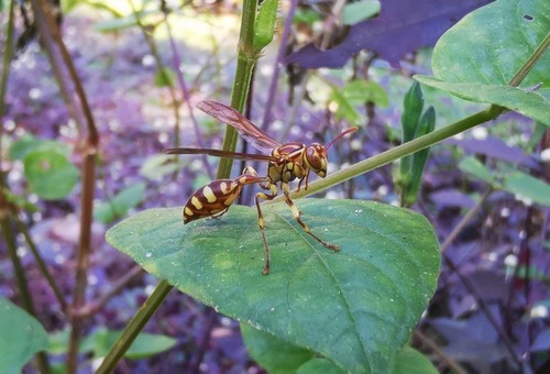 แตนใบไม้เล็ก · Parapolybia varia