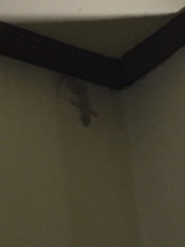 จิ้งจกบ้านหางแบน · Flat-tailed House Gecko · Hemidactylus platyurus