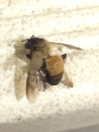 ผึ้งหลวง · Giant Honey Bee · Apis dorsata