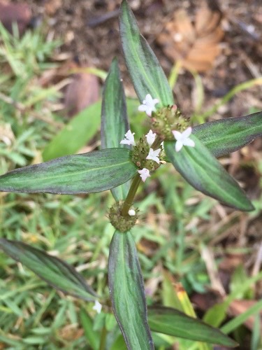 หญ้าเขมร · Woodland false buttonweed · Spermacoce remota
