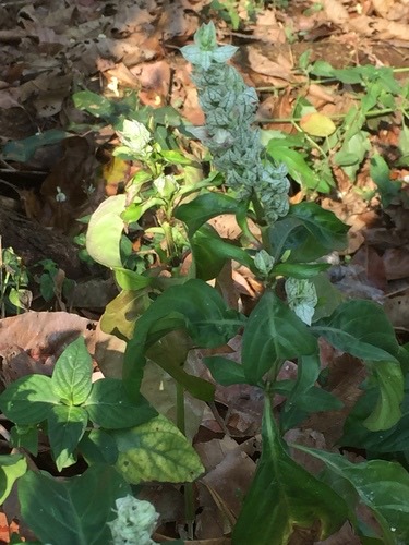 ตรีชวา · Squirrel's Tail · Justicia betonica