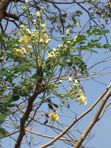 มะรุม · Moringa tree · Moringa oleifera