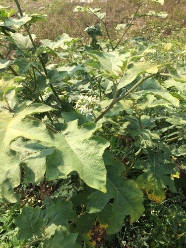 มะเขือพวง · Turkey Berry · Solanum torvum