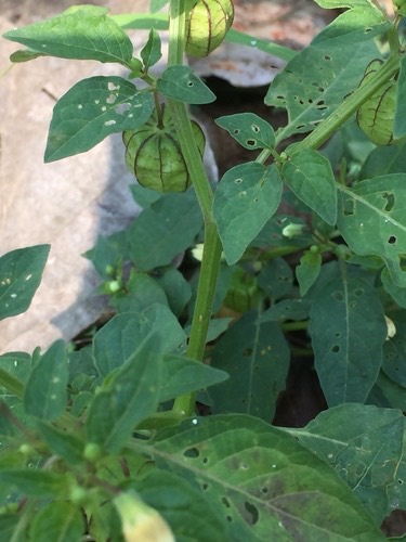 โทงเทง · cutleaf groundcherry · Physalis angulata