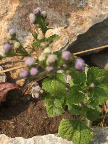 สาบแร้งสาบกา · billygoat weed · Ageratum conyzoides