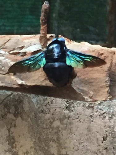 แมลงภู่ยักษ์หนวดแคบ · Slender-scaped Carpenter Bee · Xylocopa tenuiscapa