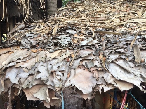 สัก · Teak · Tectona grandis