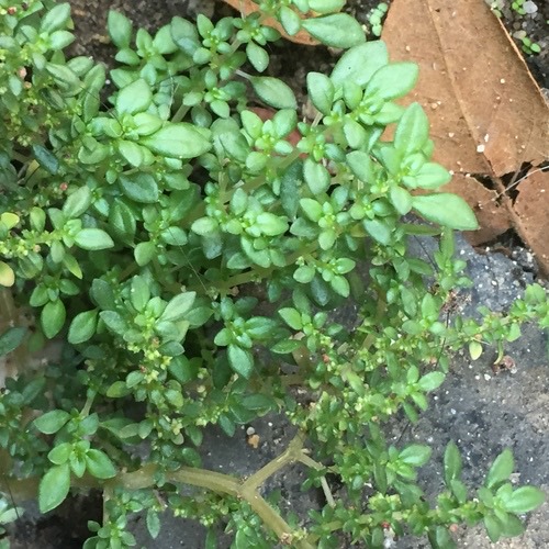 ขมหิน · Artillery Plant · Pilea microphylla