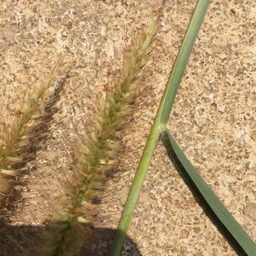 buffelgrass · Cenchrus ciliaris