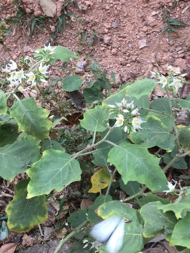 มะเขือพวง · Turkey Berry · Solanum torvum