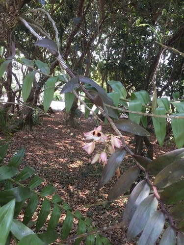 เอื้องคำตาควาย(ช้างน้าว) · Dendrobium pulchellum