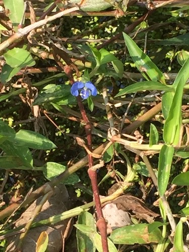 ผักปลาบใบแคบ · Scrambling Dayflower · Commelina diffusa