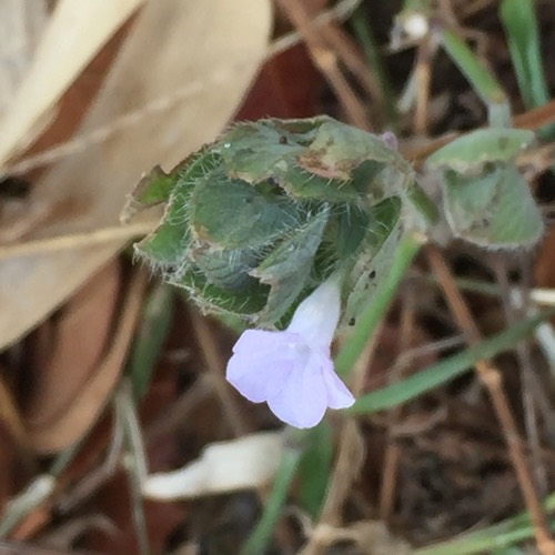 Browne's blechum · Ruellia blechum