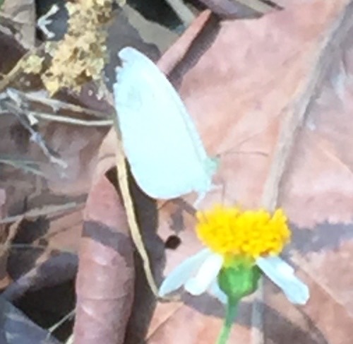 ผีเสื้อขาวแคระ · Psyche · Leptosia nina