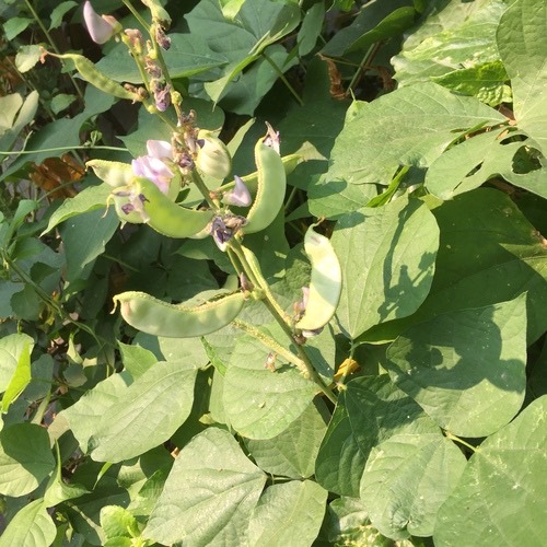 ถั่วแปบ · Hyacinth bean · Lablab purpureus