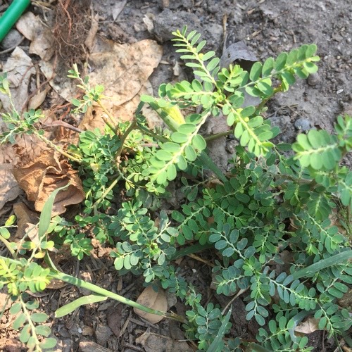 หญ้าใต้ใบ · Chamberbitter · Phyllanthus urinaria