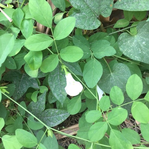 อัญชัน · Blue Pea · Clitoria ternatea