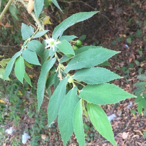 ตะขบฝรั่ง · calabur tree · Muntingia calabura