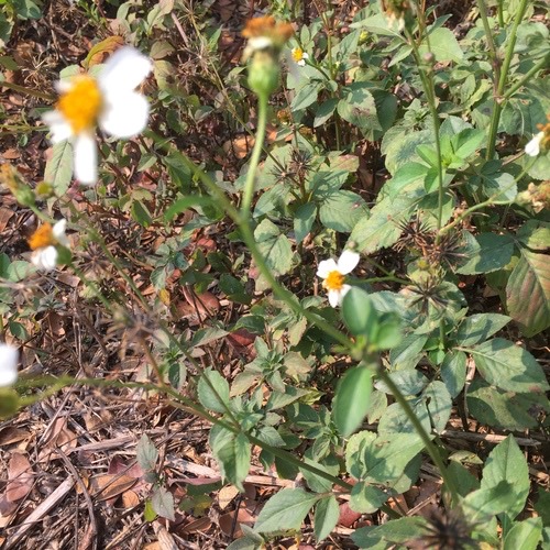 ปืนนกไส้ · Hairy Beggarticks · Bidens pilosa