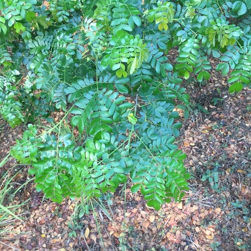 ก้ามปู · Monkey pod tree · Samanea saman