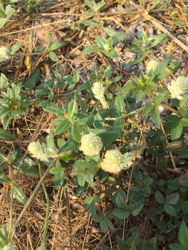 บานไม่รู้โรยป่าดอกยาว · prostrate globe-amaranth · Gomphrena celosioides