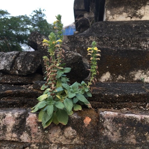 หญ้าน้ำดับไฟ · Lindenbergia philippensis