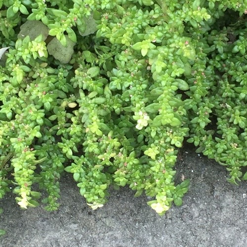 ขมหิน · Artillery Plant · Pilea microphylla