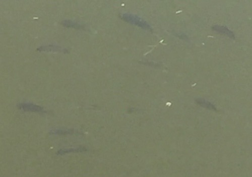 ปลานิล · Nile Tilapia · Oreochromis niloticus
