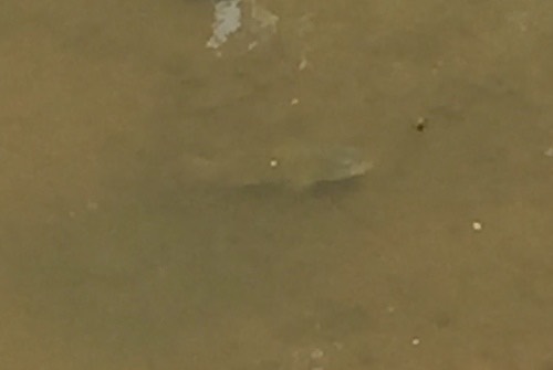 ปลานิล · Nile Tilapia · Oreochromis niloticus