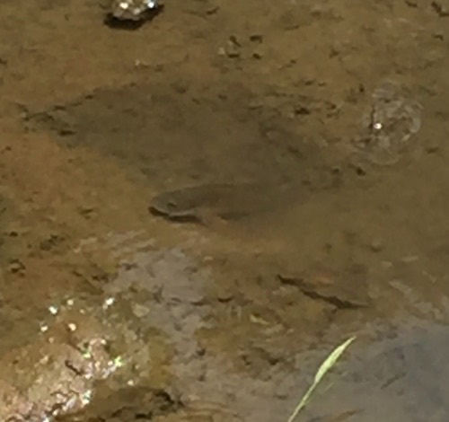 ปลานิล · Nile Tilapia · Oreochromis niloticus