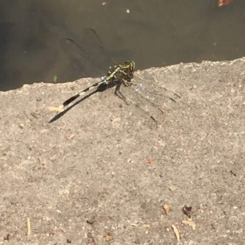 แมลงปอบ้านเสือลายเขียว · Slender Skimmer · Orthetrum sabina