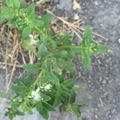กรดน้ำ · Licorice Weed · Scoparia dulcis