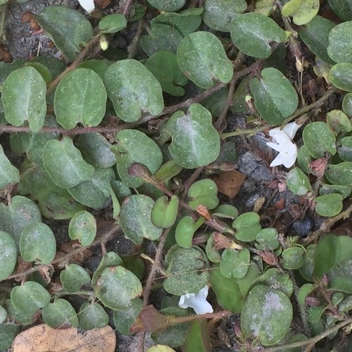 ใบต่างเหรียญ · Dwarf Morning Glory · Evolvulus nummularius
