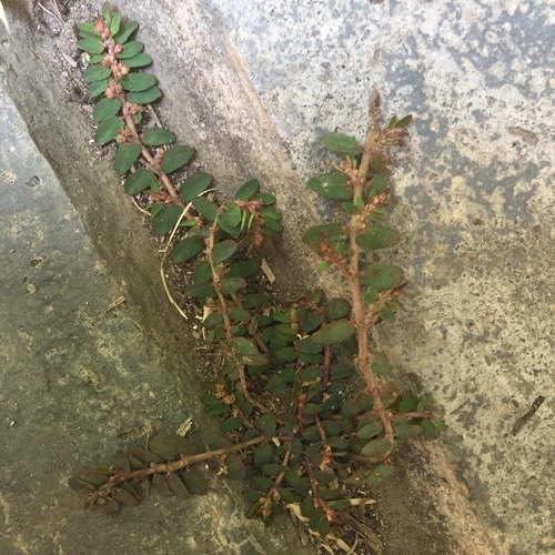 น้ำนมราชสีห์เล็ก · Red Caustic-creeper · Euphorbia thymifolia